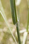 Carolina canarygrass